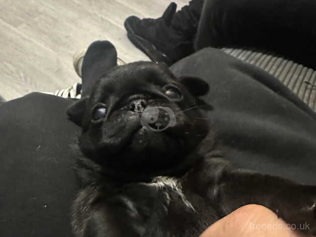 Pug Puppies for sale in Buckinghamshire