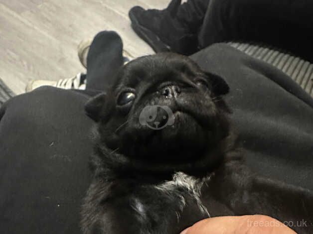 Pug Puppies for sale