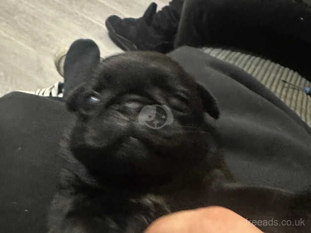 Pug puppies for sale in Milton Keynes, Buckinghamshire - Image 5