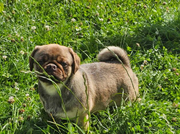 Pug Puppies for sale in Craigavon