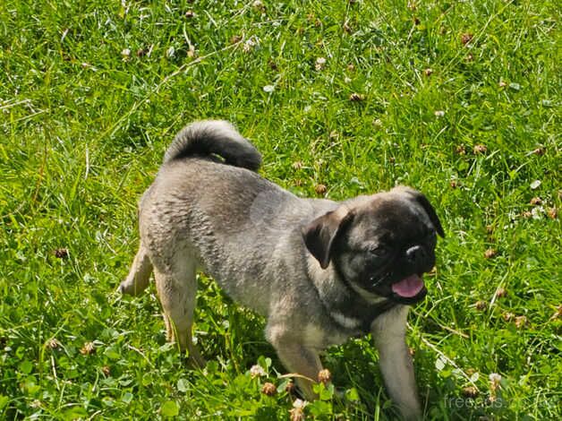 Pug Puppies for sale in Craigavon - Image 2