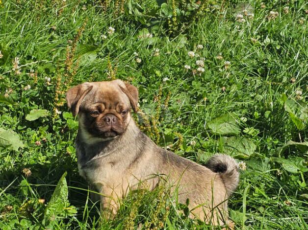 Pug Puppies for sale in Craigavon - Image 3