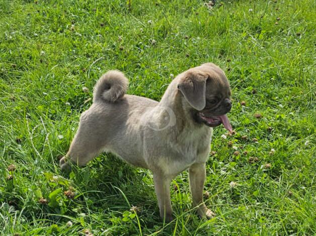 Pug Puppies for sale in Craigavon - Image 4