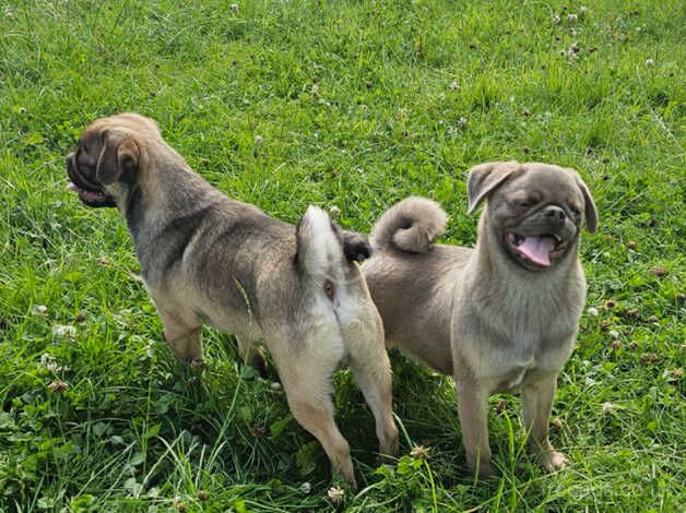 Pug Puppies for sale in Craigavon - Image 5