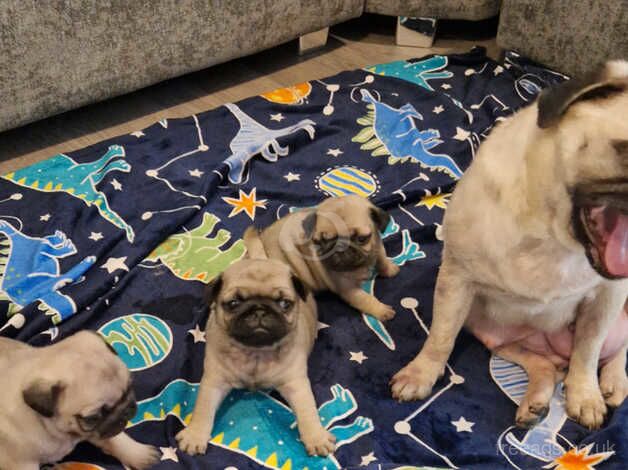 Pug puppies for sale in Runcorn, Cheshire