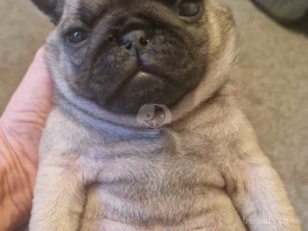 Pug puppies for sale in Runcorn, Cheshire - Image 2