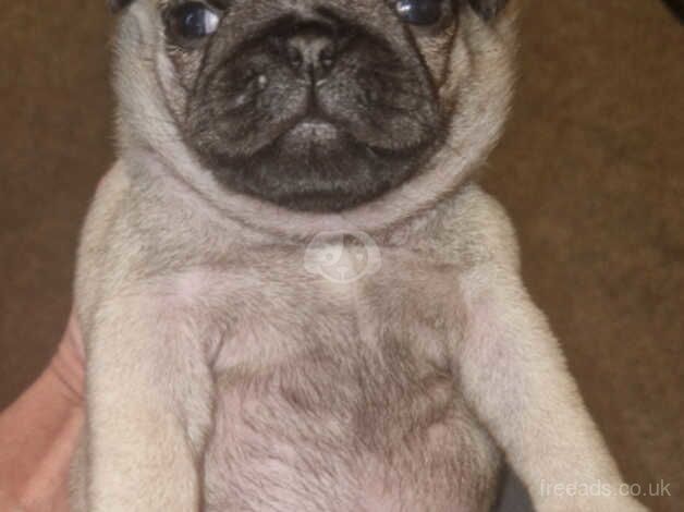 Pug puppies for sale in Runcorn, Cheshire - Image 3