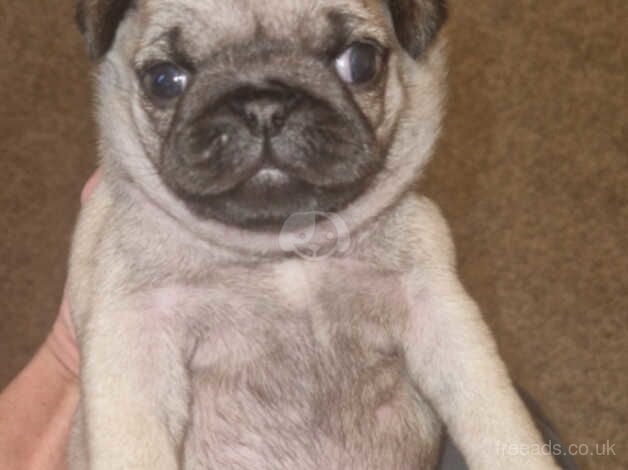 Pug puppies for sale in Runcorn, Cheshire - Image 4