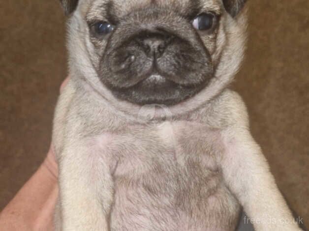 Pug puppies for sale in Runcorn, Cheshire - Image 5