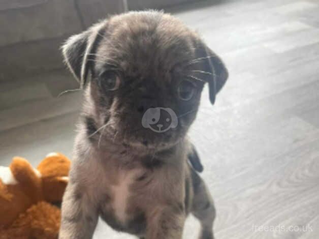 Pug puppies for sale in Skegness, Lincolnshire