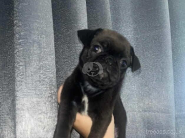 Pug puppies for sale in Skegness, Lincolnshire - Image 2