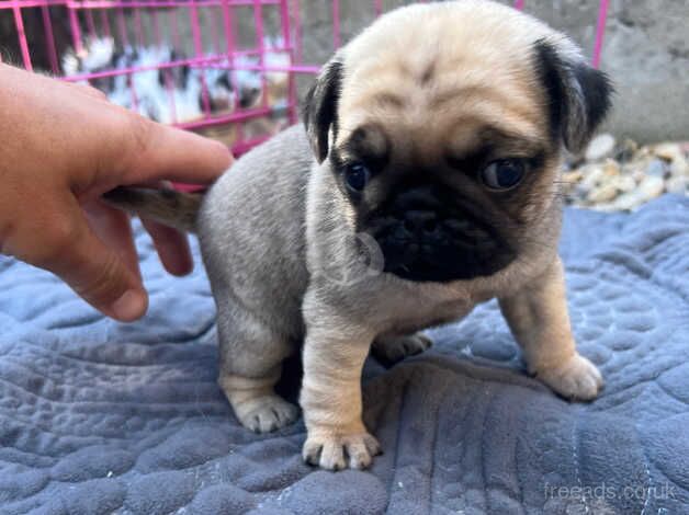 Pug puppies for sale in Sunderland, Cumbria - Image 1