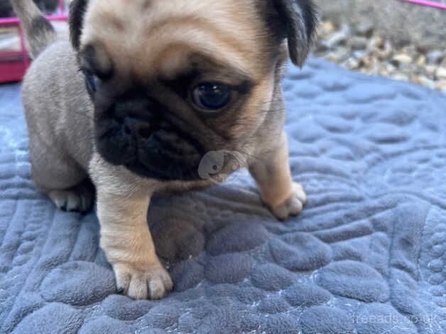 Pug puppies for sale in Sunderland, Cumbria - Image 2