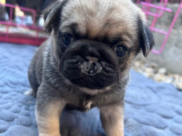 Pug puppies for sale in Sunderland, Cumbria - Image 3