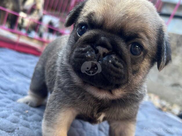 Pug puppies for sale in Sunderland, Cumbria - Image 4