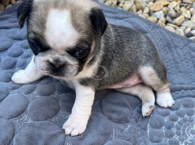 Pug puppies for sale in Sunderland, Cumbria - Image 5