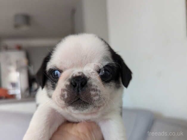 Pug puppies for sale in Gloucester, Gloucestershire