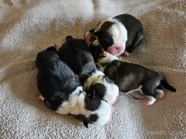 Pug puppies. Taking deposits now for sale in Normanton, West Yorkshire - Image 1