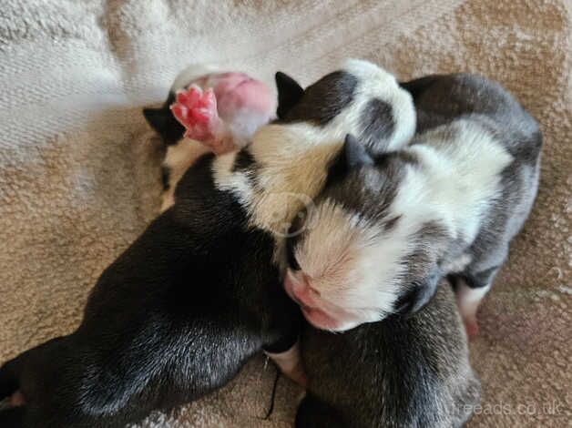 Pug puppies. Taking deposits now for sale in Normanton, West Yorkshire - Image 3