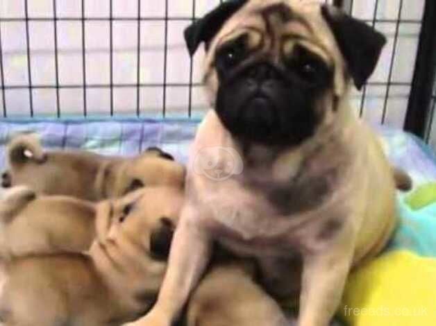 Pug puppy 5 months for sale in Lincoln, Lincolnshire - Image 2