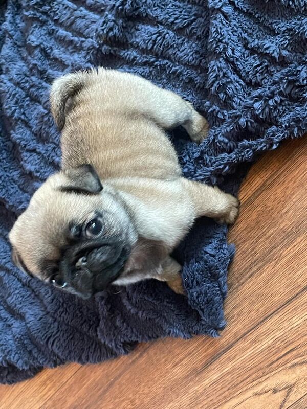 Pug puppy female for sale in King's Lynn, Norfolk