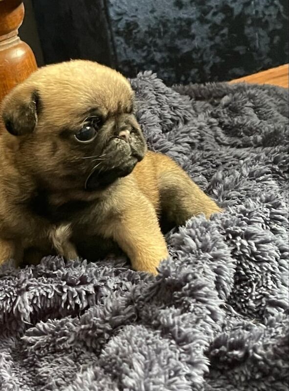 Pug puppy female for sale in King's Lynn, Norfolk - Image 2