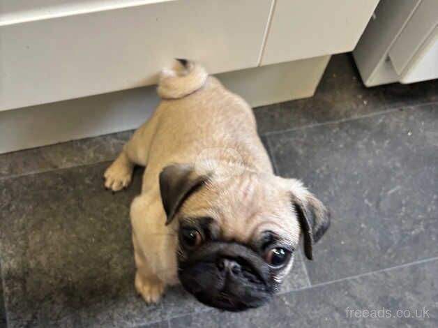 Pug puppy for sale in Doncaster, South Yorkshire