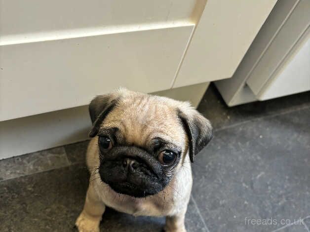 Pug puppy for sale in Doncaster, South Yorkshire - Image 2