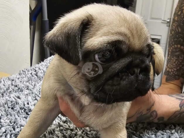 Pug puppy for sale in Doncaster, South Yorkshire - Image 3