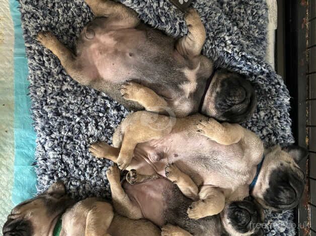 Pug puppy for sale in Doncaster, South Yorkshire - Image 4