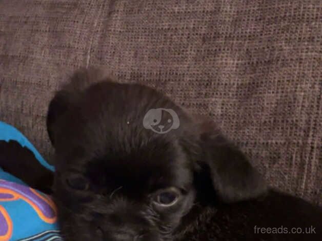 Pug puppy for sale in Belfast, Belfast