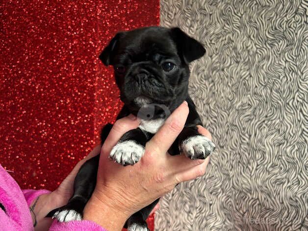 Pug puppy for sale in Cradley Heath, West Midlands - Image 1