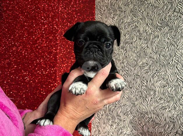 Pug puppy for sale in Cradley Heath, West Midlands - Image 2