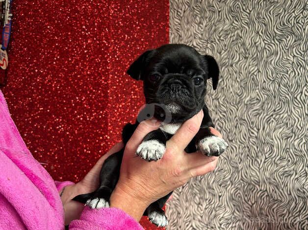 Pug puppy for sale in Cradley Heath, West Midlands - Image 3