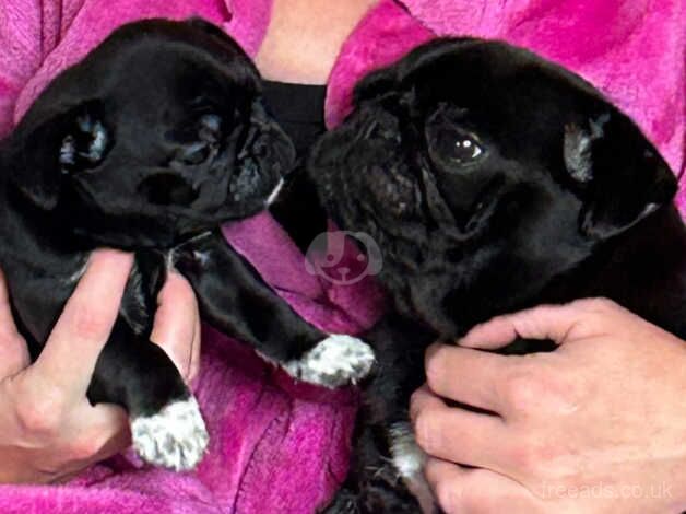 Pug puppy for sale in Cradley Heath, West Midlands - Image 4