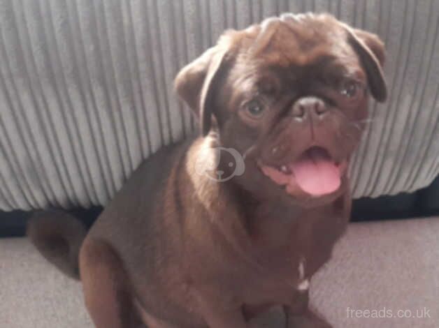 Pug puppy for sale in Leeds, West Yorkshire - Image 2