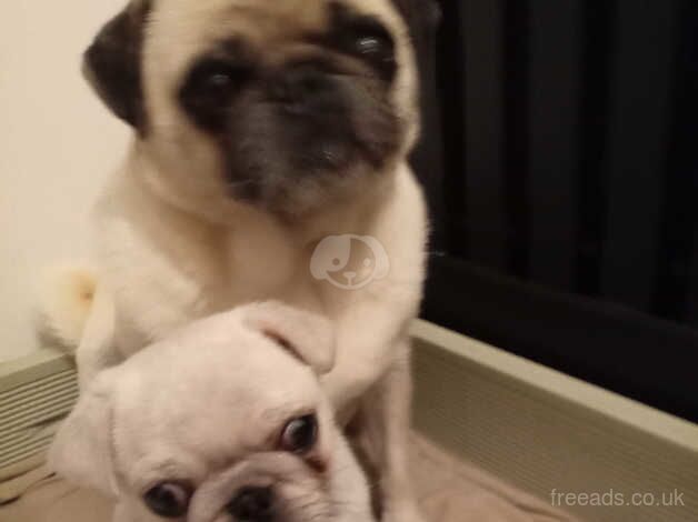 Pug puppy for sale in Wolverhampton, West Midlands - Image 2