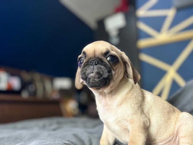 Pug Puppy for sale in Wirral, Merseyside - Image 1