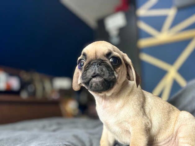 Pugs for sale in Wirral, Merseyside