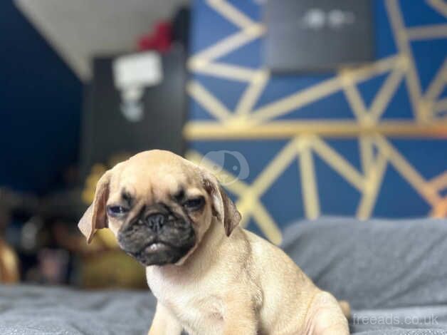 Pug Puppy for sale in Wirral, Merseyside - Image 3