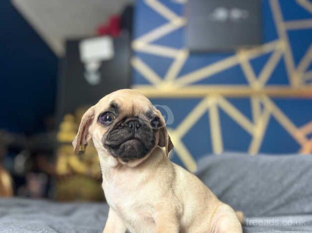 Pug Puppy for sale in Wirral, Merseyside - Image 4