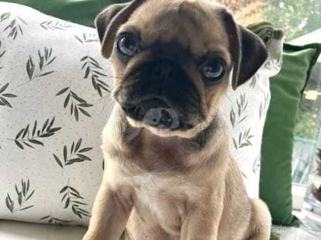 KC Registered Fawn Pug Puppies. for sale in Doncaster, South Yorkshire