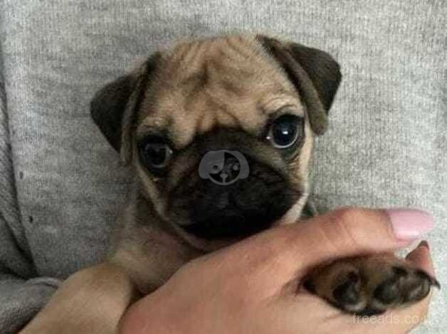 KC Registered Fawn Pug Puppies. for sale in Doncaster, South Yorkshire - Image 2