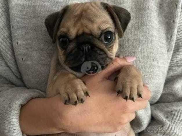 KC Registered Fawn Pug Puppies. for sale in Doncaster, South Yorkshire - Image 3