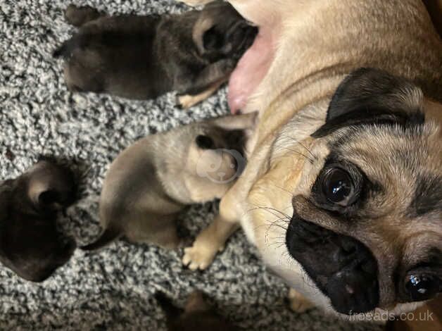 KC Registered Fawn Pug Puppies. for sale in Doncaster, South Yorkshire - Image 4