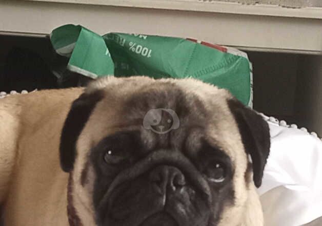 Pugs for sale in Leeds, West Yorkshire