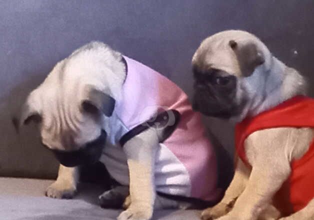 Pug puppy ready to go for sale in Leeds, West Yorkshire - Image 5