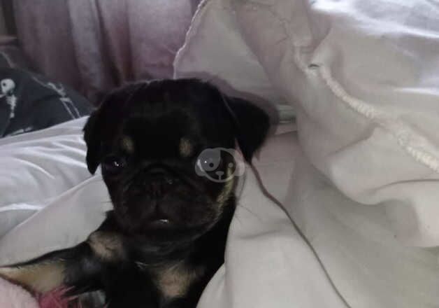 KC Registered Pug Puppies for sale in Rhondda Cynon Taf