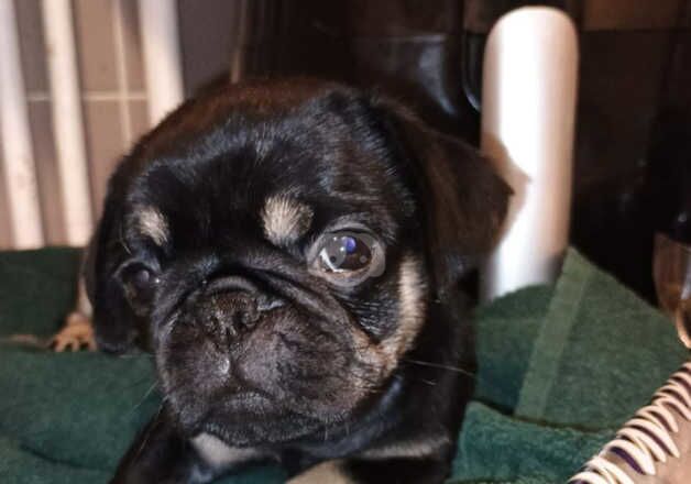 Pug puppys for sale in Aberdare/Aberdar, Rhondda Cynon Taf - Image 4