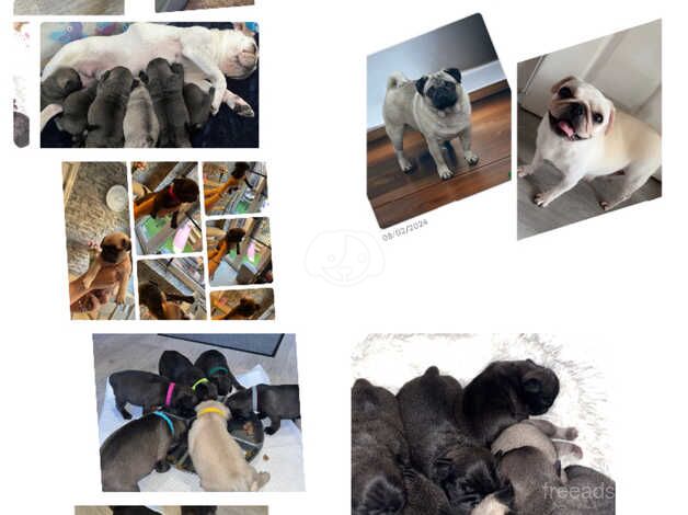 Pug puppy's for sale in Wigan, Greater Manchester - Image 2